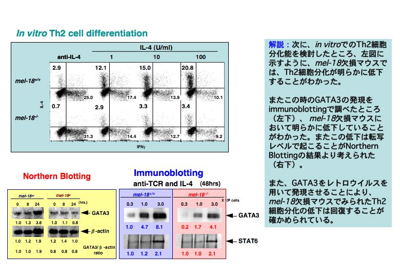 In vitro Th2 cell differentiation