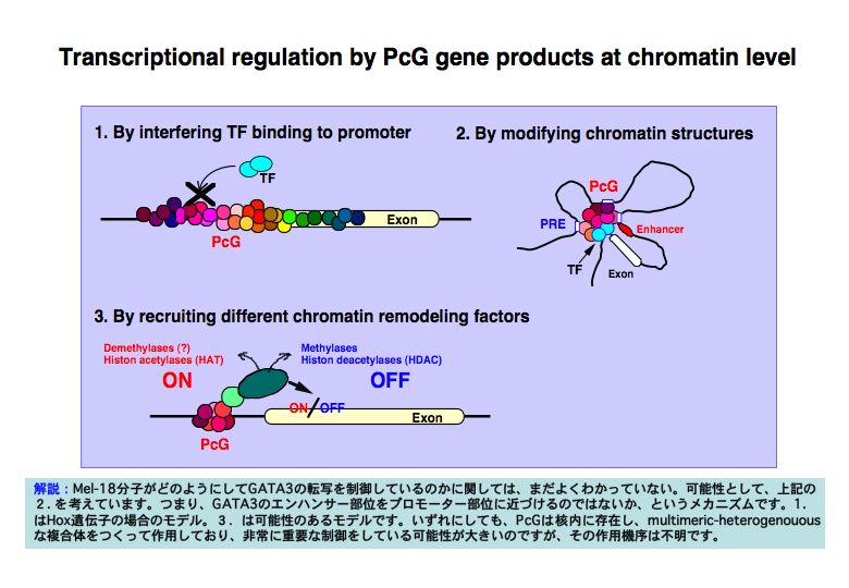 Transcriptional regulation by PcG gene products at chromatin level
