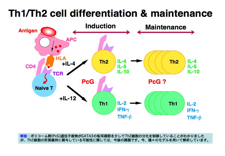 Th1/Th2 cell differentiatin & maintenance