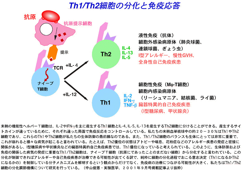 Th1/Th2細胞の分化と免疫応答