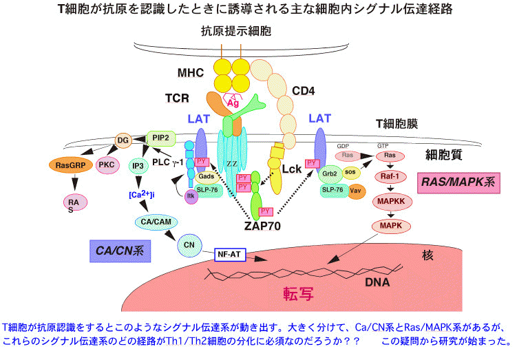 T細胞が抗原を認識したときに誘導される主な細胞内シグナル伝達経路