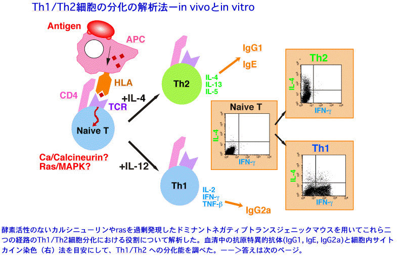 Th1/Th2細胞の分化の解析法-in vivoとin vitro