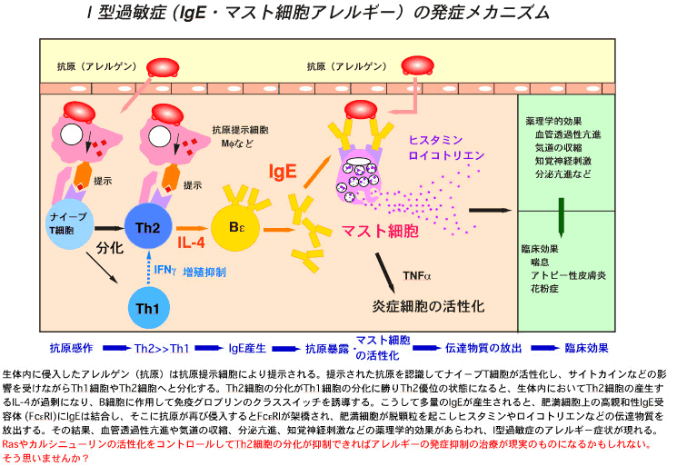 I型過敏症（igE・マスト細胞アレルギー）の発症メカニズム