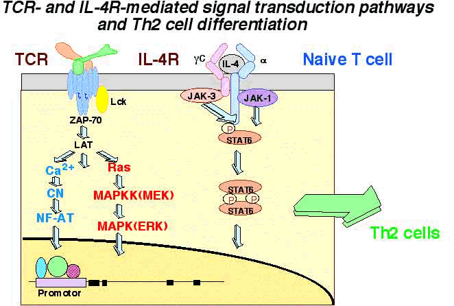 TRC-and IL-4R-mediated signal transduction pathways and Th2 cell differentiation